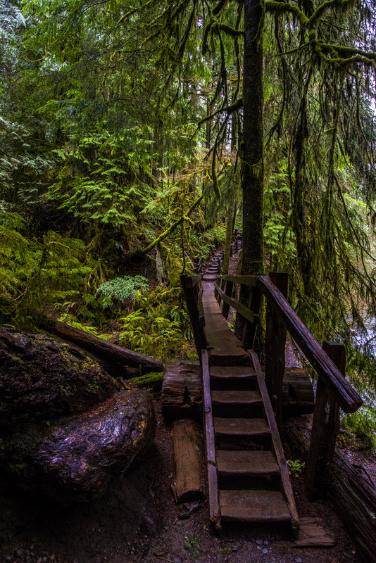 Rustic wooden bridge and steps through dense mossy old-growth Olympic Peninsula forest trail